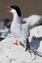 Calling Arctic tern,