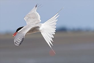 Flying Arctic tern,