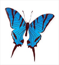 Blue butterfly in watercolors over white background,