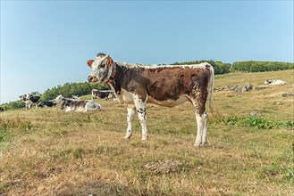 Cow in a mountain pasture in the summer. Vosges, Alsace