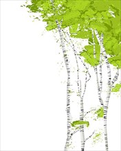 Birch trees romantic vector template on white background,