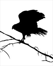 Eagle silhouette on a tree, vector objects over white background