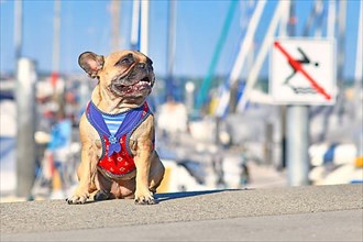 Small happy French Bulldog wearing a maritime sailor dog harness sitting in front of blurry yacht marina on sunny summer day,