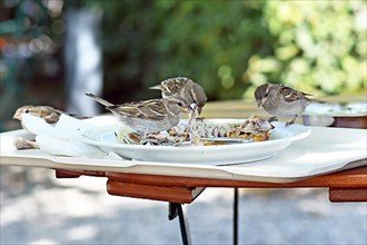 Small cannibalistic sparrow bird eating chicken carcass of leftover food on plate on restaurant table,