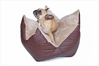 French Bulldog sitting in star shaped dog pillow bed on white background,