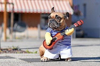 Funny dog costume on French Bulldog dressed up as street performer musician wearing striped shirt and fake arms holding a toy guitar standing in city street on sunny day,