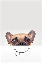 French Bulldog dog with half of face covered with white paper with painted on funny happy mouth with tongue sticking out with empty copy space above,
