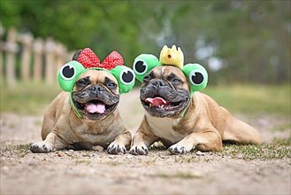 Pair of French Bulldog dogs wearing funny matching frog costume headbands with ribbon and crown lying on sandy ground,