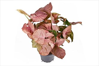 Tropical Syngonium Podophyllum Neon Robusta houseplant with pink and green arrow shaped leaves isolated on white background,