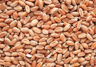 Mature wheat, wheat grains