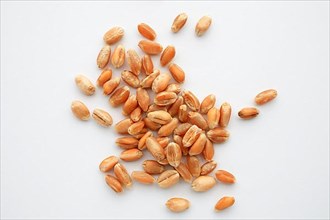 Mature wheat, wheat grains