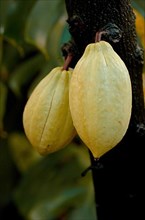 Ripe cocoa fruit on the plant,
