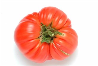 Ripe tomato of the Cuore di bue variety, oxheart tomato