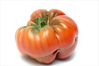 Ripe tomato of the Cuore di bue variety, oxheart tomato