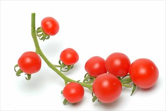 Ripe tomatoes, cherry tomatoes or cherry tomatoes