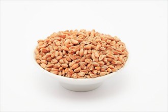 Ripe wheat grains, wheat or common wheat