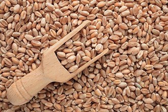 Ripe wheat grains, wheat or common wheat