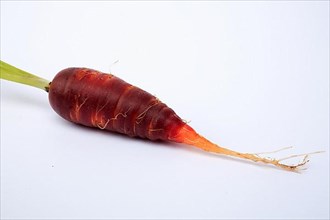 Carrot,