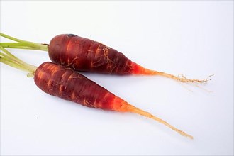 Carrot,