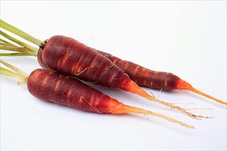 Carrot,
