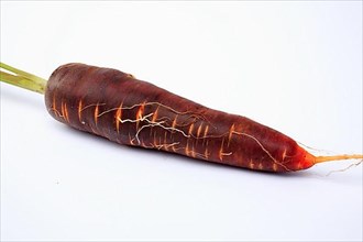 Carrot,