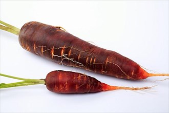 Carrot,