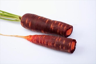 Carrot,