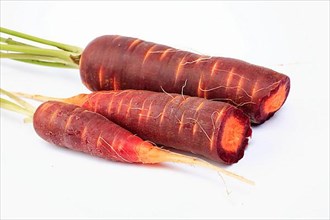 Carrot,