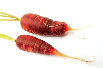 Carrot,