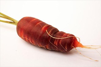 Carrot,