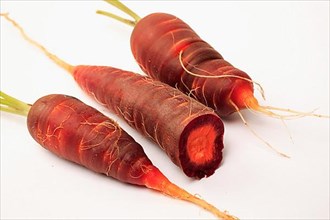 Carrot,