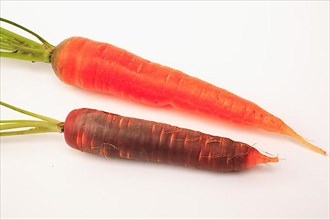 Original carrot,