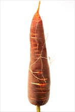 Carrot,