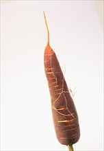Carrot,