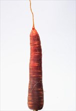 Carrot,