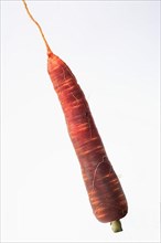 Carrot,