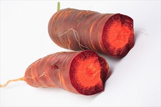 Carrot,