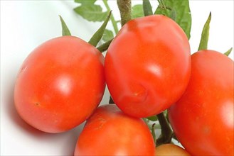 Ripe tomatoes of the variety San Marzano tomatoes, Pomodoro San Marzano dell'Agro Sarnese Nocerino