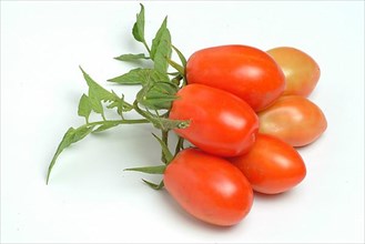 Ripe tomatoes of the variety San Marzano tomatoes, Pomodoro San Marzano dell'Agro Sarnese Nocerino