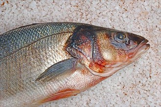 Preparation, edible fish gilt-head sea bream