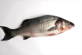 Edible fish gilt-head sea bream,