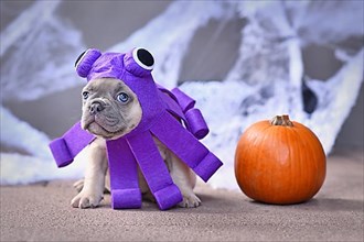 Funny French Bulldog puppy wearing Halloween octopus dog costume with funny eyes in front of traditional background with spiderwebs and pumpkin,