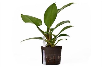 Small Philodendron Imperial Green house plant in hydroponics flower pot ion white background,