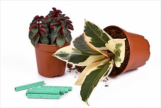 Green long term fertilizer sticks for house plants in front of small potted plants on white background,