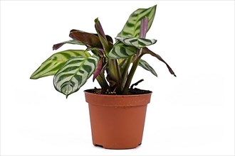 Tropical Ctenanthe Burle Marxii house plant with exotic stripe pattern on leaves in flower pot on white background,