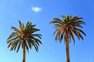 Palm trees at the Casa Parroquial. Agaete, Las Palmas