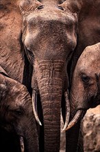 African elephant,