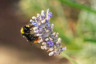 Red-tailed Bumblebee,