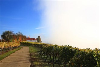 Rising fog in the vineyard near Volkach with a view of Vogelsburg Castle. Volkach, Kitzingen