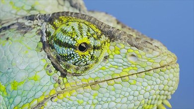 Close-up portrait of Veiled chameleon,